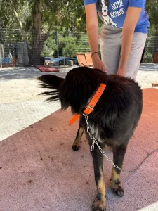 Hund Foivos adoptieren