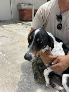 Hund Tsampikos adoptieren