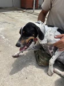 Hund Tsampikos adoptieren