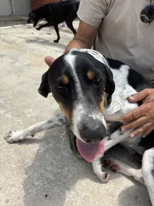 Hund Tsampikos adoptieren