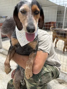 Adopt Trikolor