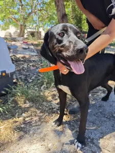 Adopt Panormitis