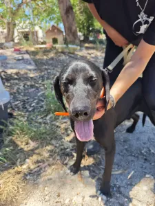Adopt Panormitis