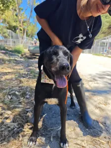 Adopt Panormitis