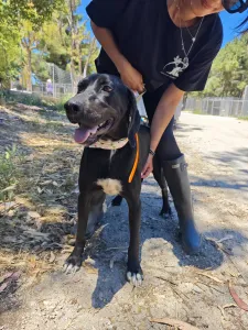 Adopt Panormitis