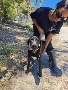 Adopt Panormitis