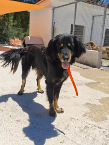 Hund Foivos adoptieren