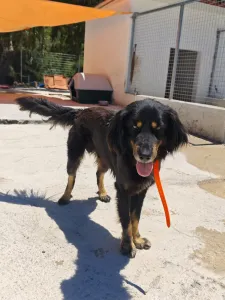 Hund Foivos adoptieren