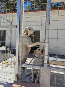 Adoptionsprofil für Roul