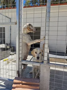 Adopt Roul