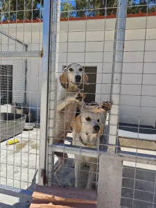 Adopt Roc