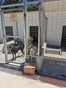 Adopt Roul