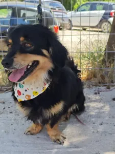 Adopt Markos