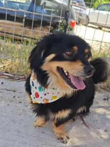 Adopt Markos