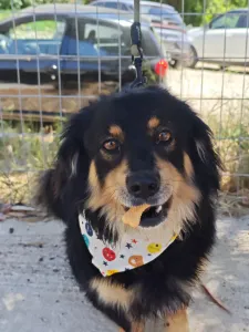 Adopt Markos