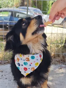 Adopt Markos