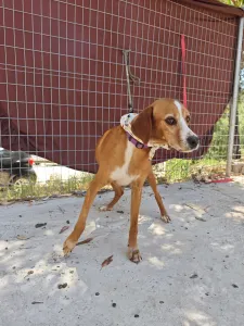 Adoptie hond Betty