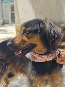 Adopt Kamela
