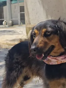 Adopt Kamela