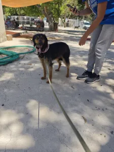 Adopt Kamela