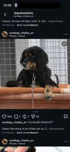 Hund Foivos adoptieren