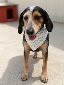 Adopt Trikolor
