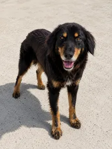 Hund Foivos adoptieren