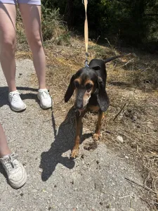 Adopt Naomi