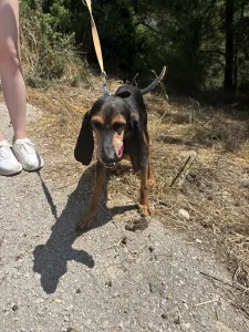 Adopt Naomi