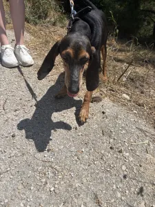 Adopt Naomi