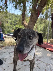 Adopt Tiger