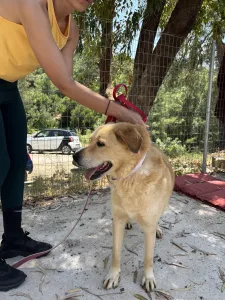 Adopt Angel