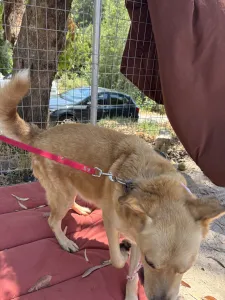 Adopt Angel