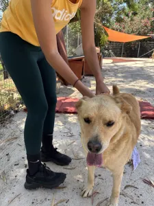 Adopt Angel