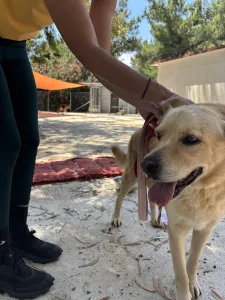 Adopt Angel
