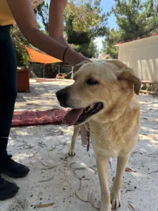 Adopt Angel