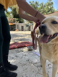 Adopt Angel