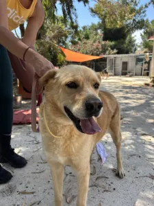 Adopt Angel