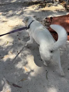 Adoptie hond White