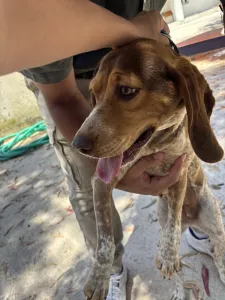 Adopt Noti