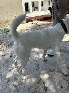 Adoptie hond White