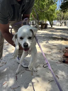 Adoptie hond White