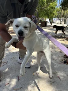 Adoptie hond White
