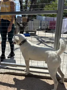 Adoptie hond White