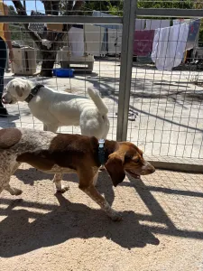 Adopt Noti