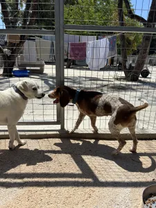 Adopt Noti