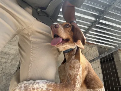 Adopt Noti