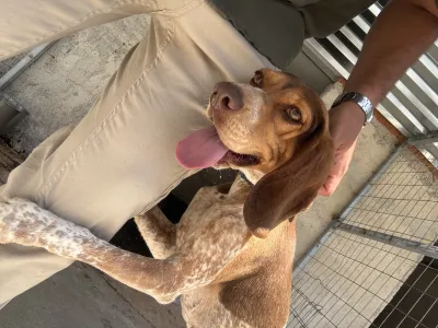 Adopt Noti