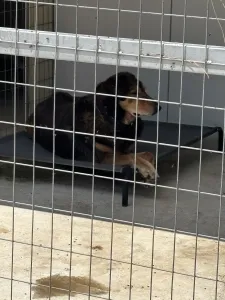 Adopt Nappi
