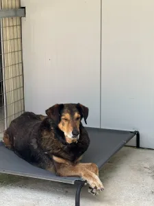 Adopt Nappi